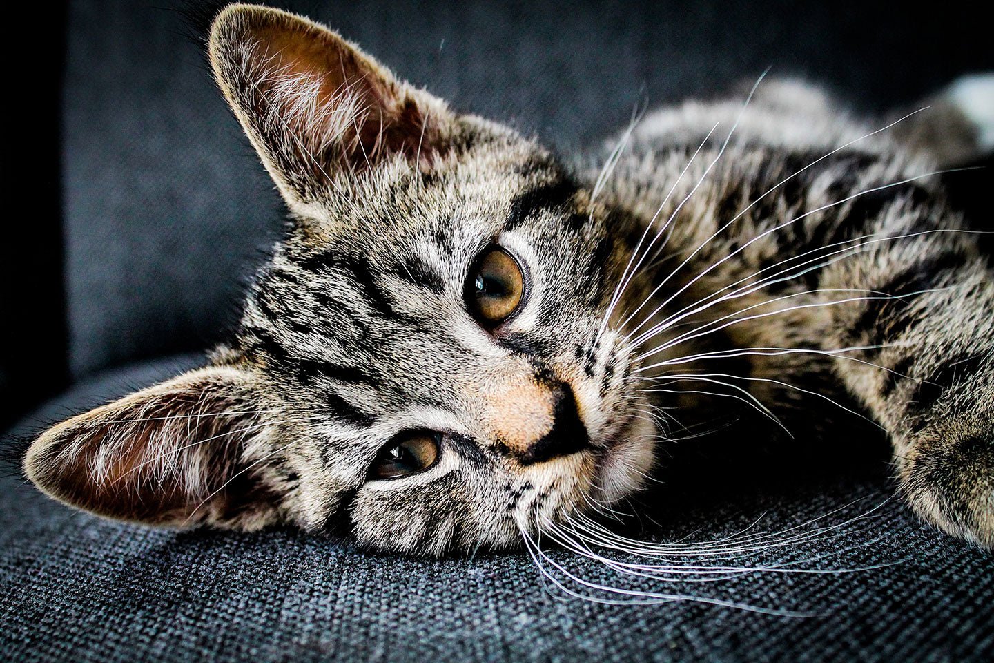10 Reasons Why Your Pet Still Has Fleas - Eartheasy