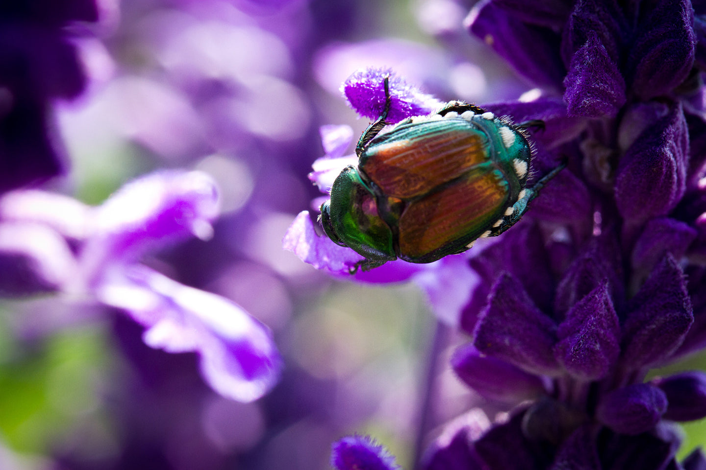 Milky Spore Controls Japanese Beetles in the Yard and Garden