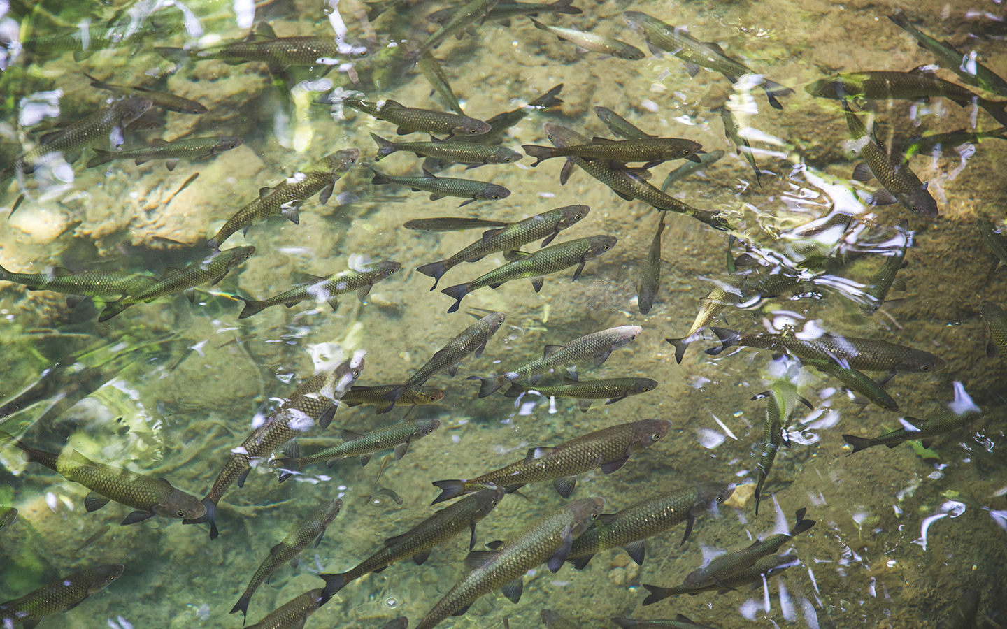Fish Farms That Mimic Nature