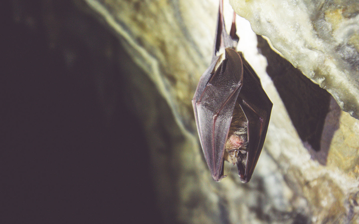 How to Use Bats for Natural, Non-toxic Mosquito Control