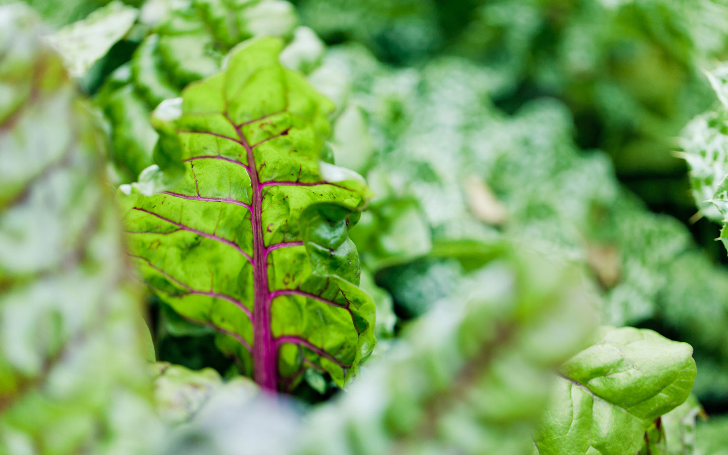 Using Permaculture Principles to Enhance your Garden