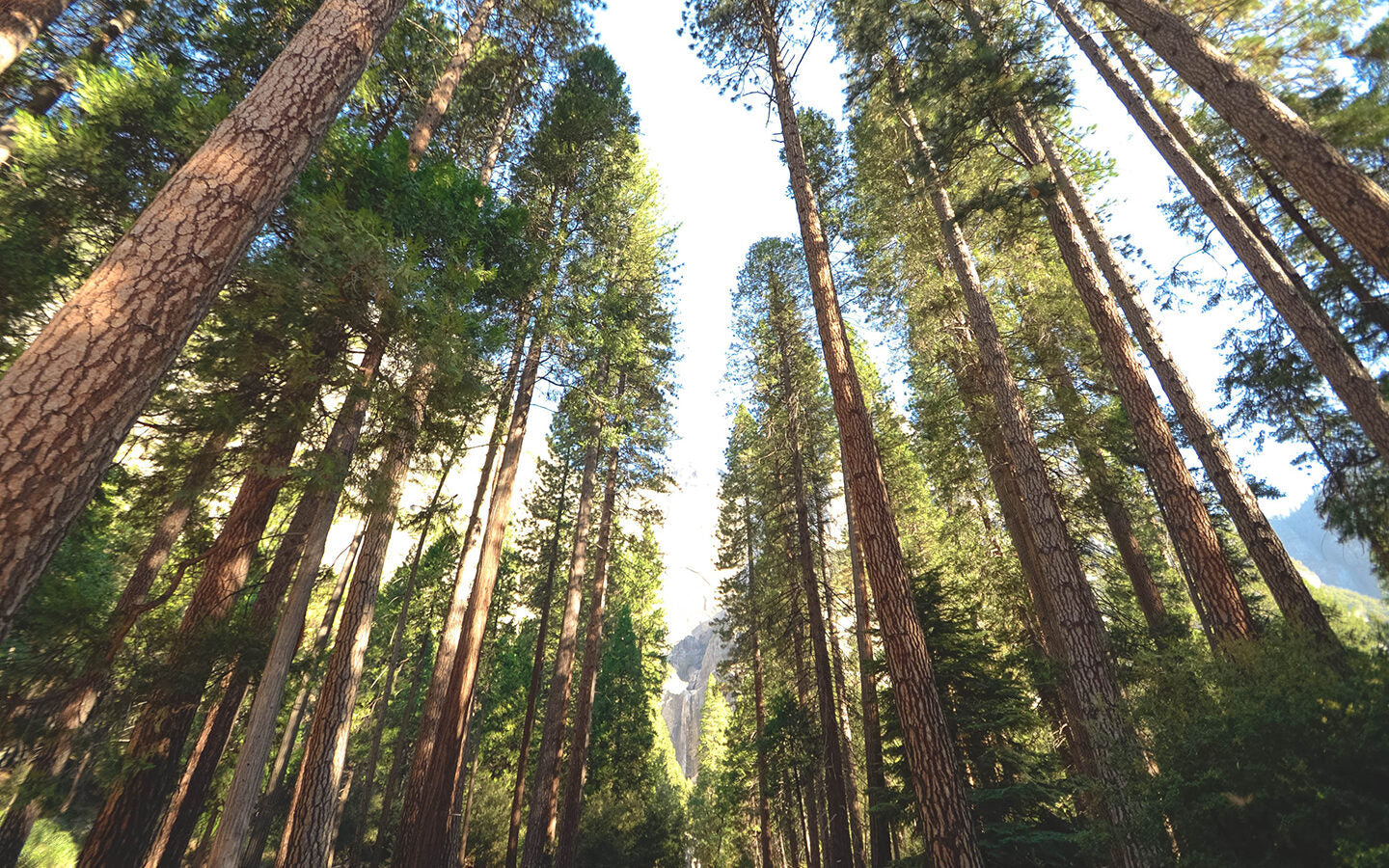 Should we be Planting GM Trees?