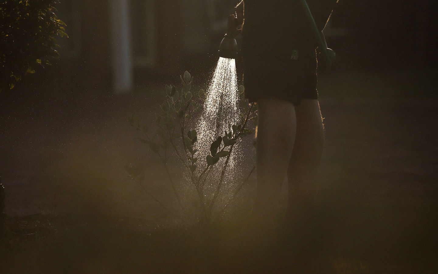 7 Reasons to Hand Water your Garden