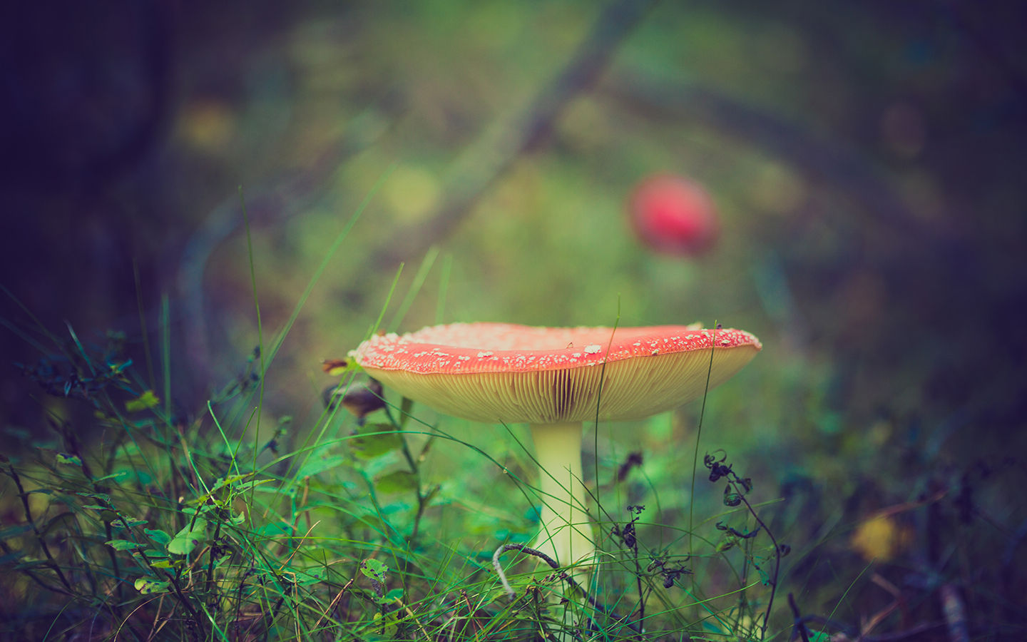 6 Ways Mushrooms Can Save the World
