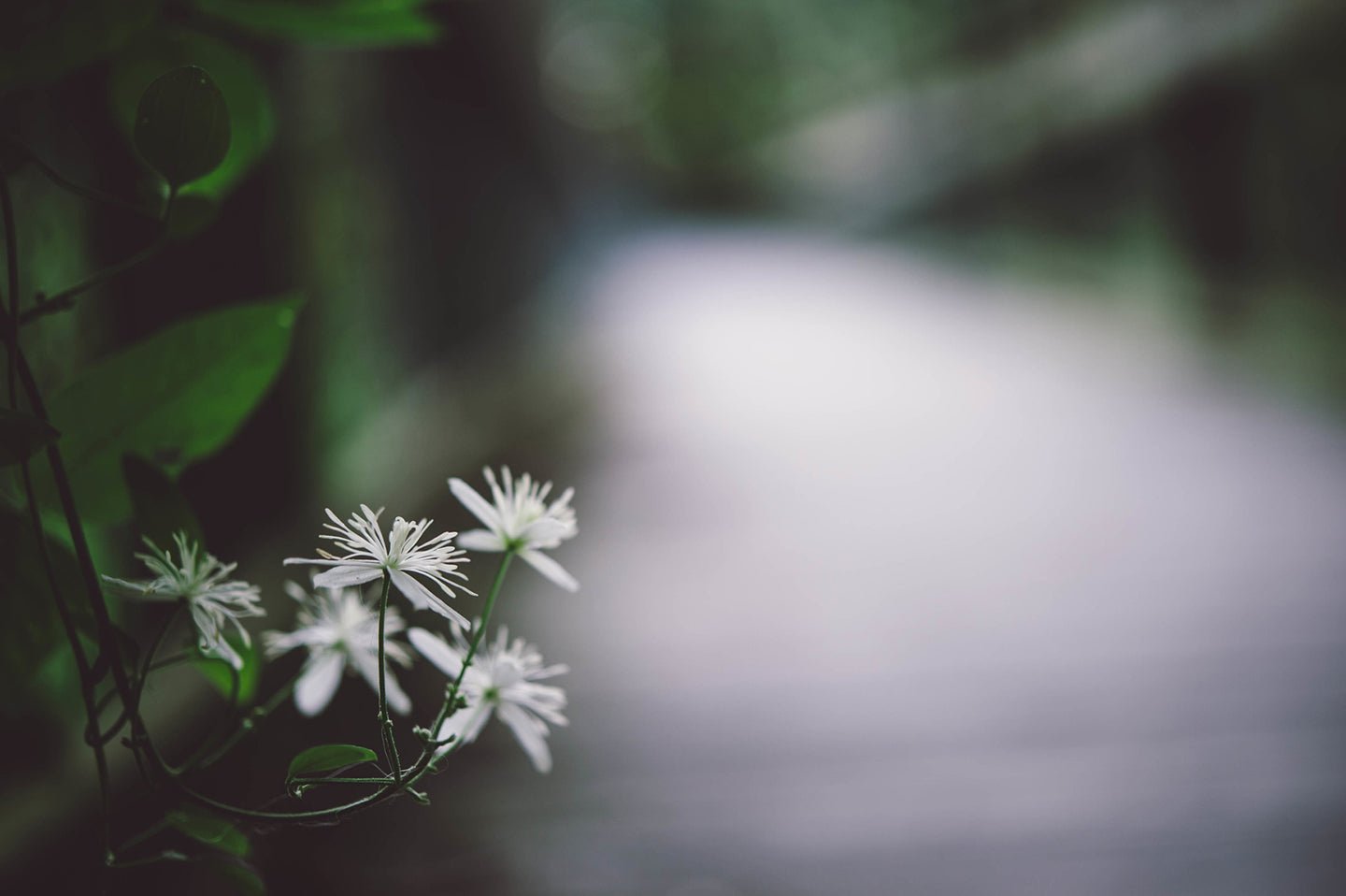 5 Easy to Grow Mosquito-Repelling Plants - Eartheasy