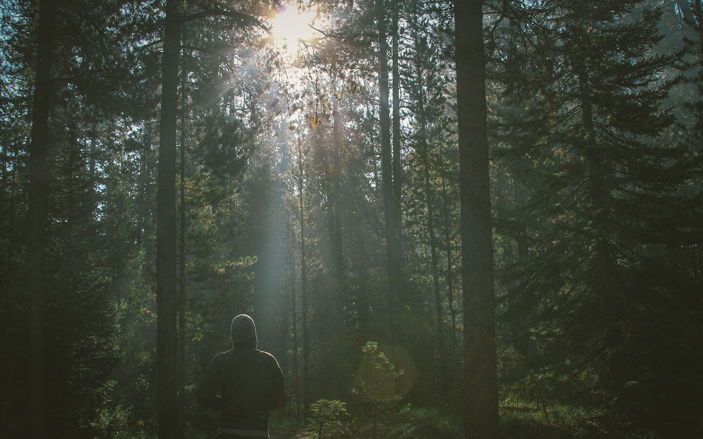 If Survival is the Question, Trees are the Answer