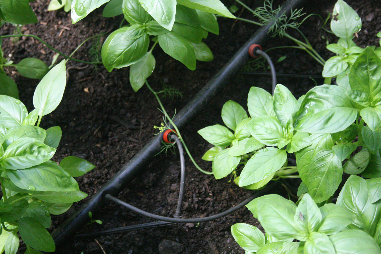 How to Water Your Vegetable Garden without Being Home