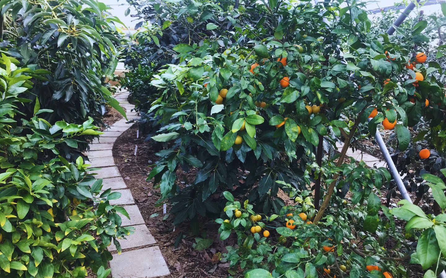 Supercharge Your Soil With Biochar