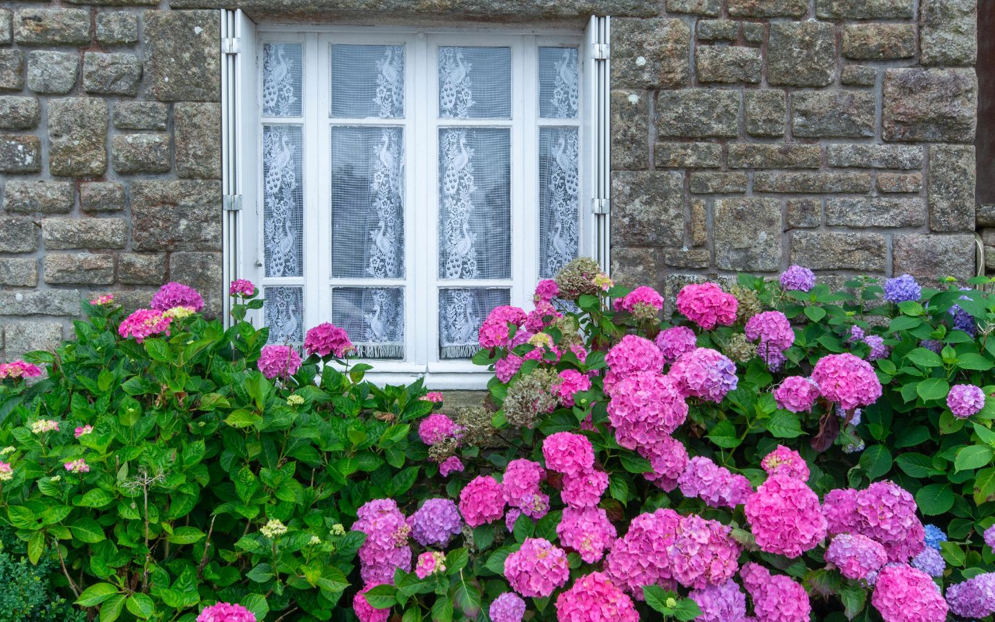 12 Best Shrubs for the Front of Your House