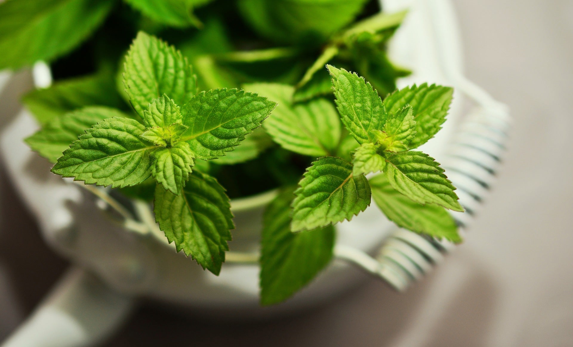 The 12 Best Herbs for Planter Boxes and Containers