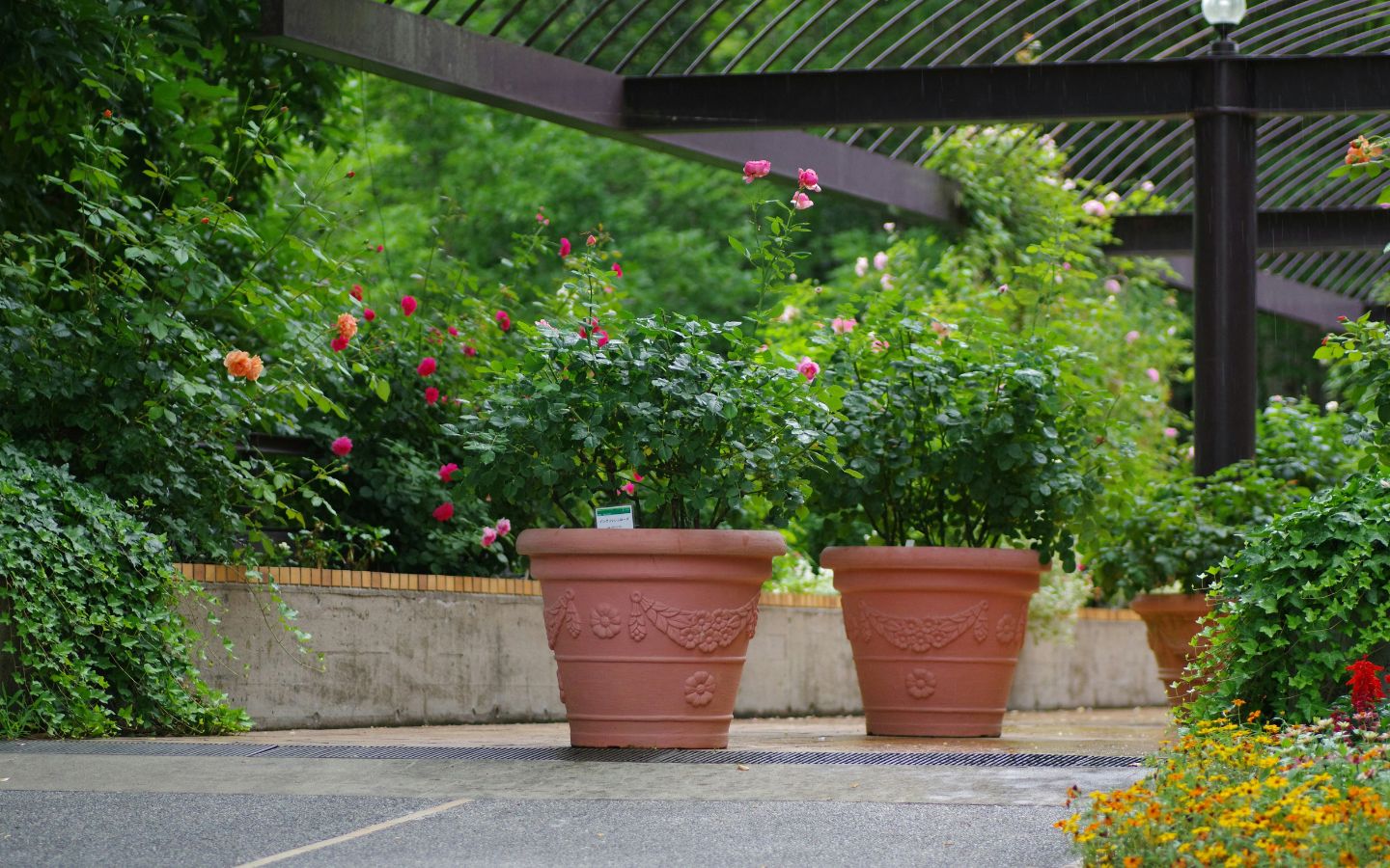 The Best Potted Flowers for Your Patio