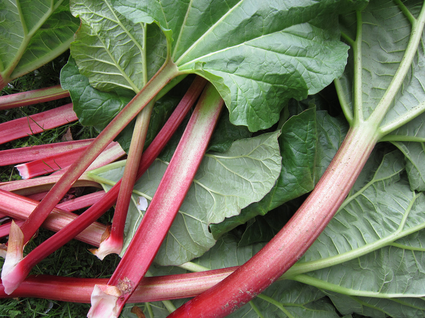 Rhubarb: The Unsung Hero of the Spring Garden