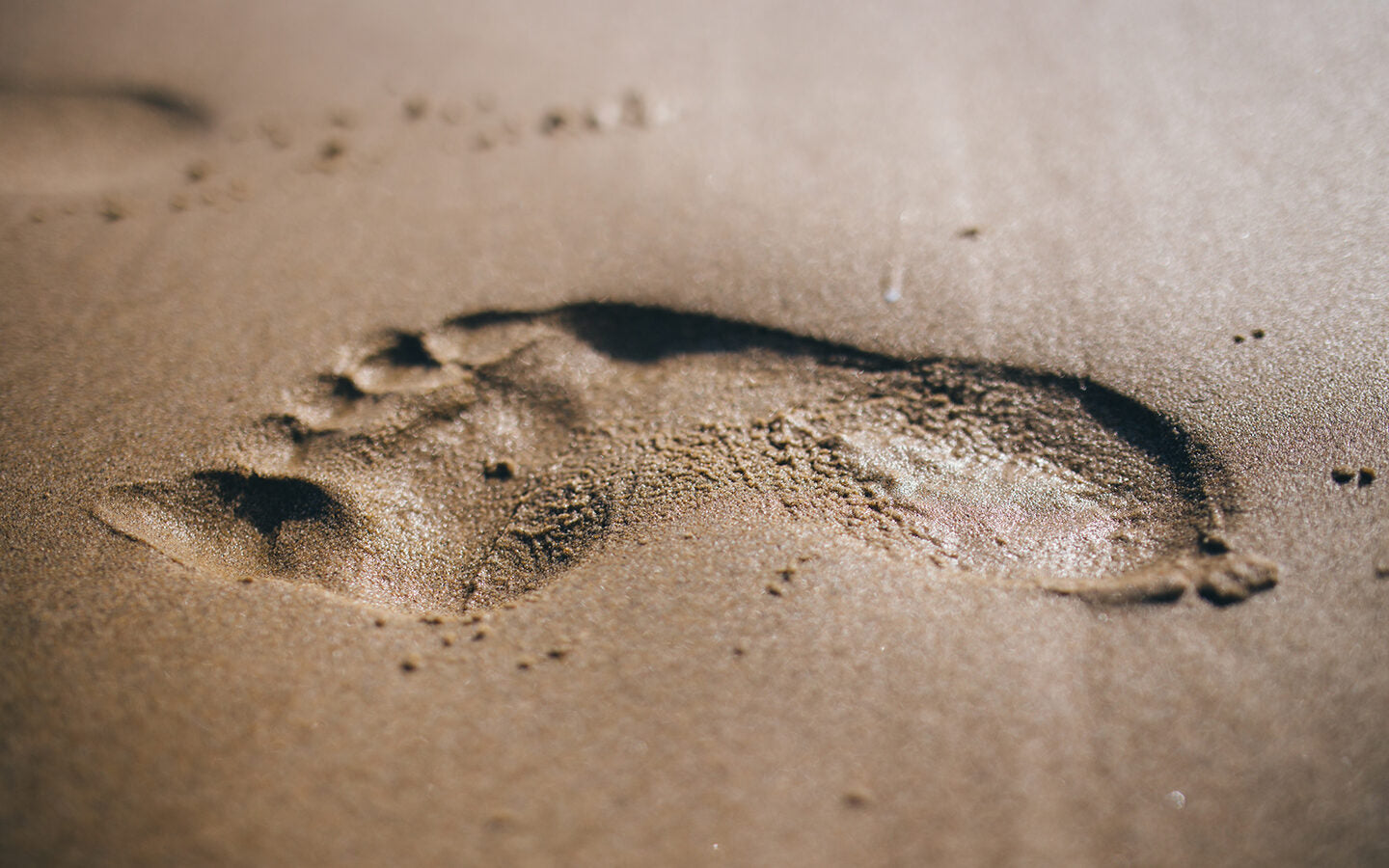 Trying to Shrink Your Footprint? The Most Effective Ways to Cut Carbon.
