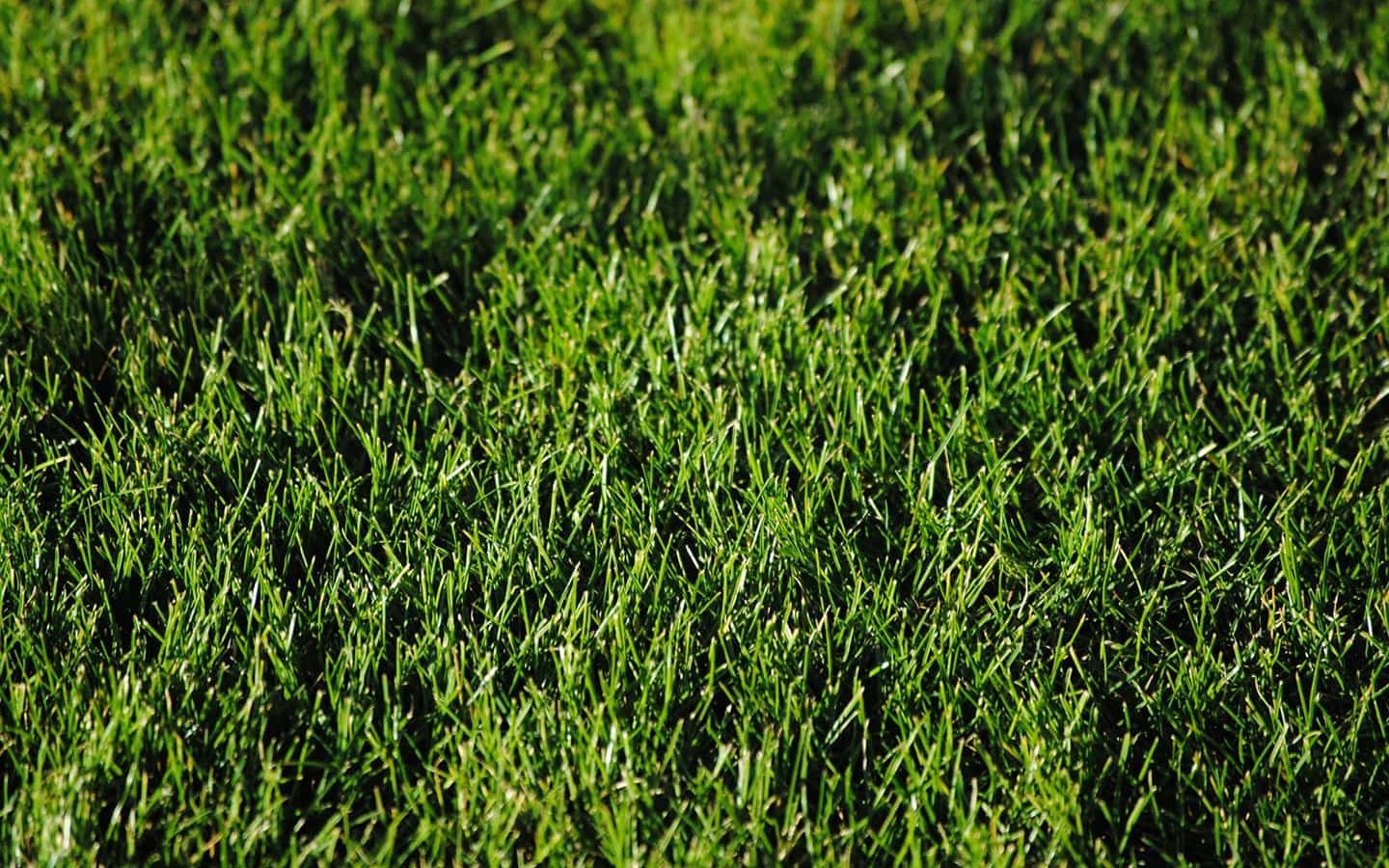 6 Reasons to Avoid Weed and Feed