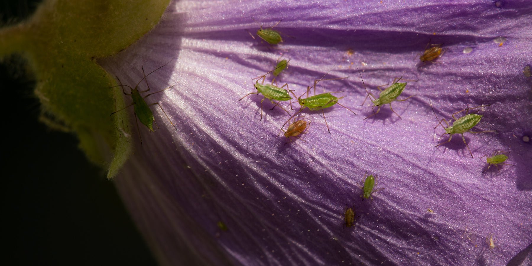 An Abundance of Aphids - Eartheasy