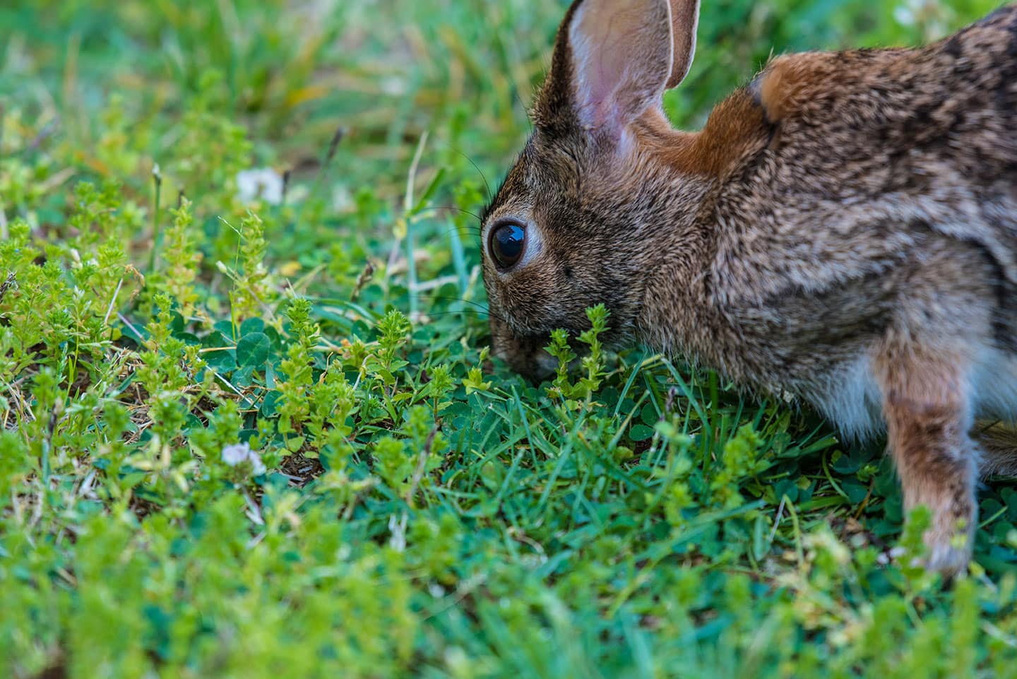 How to Keep Animal Pests Out of Your Garden