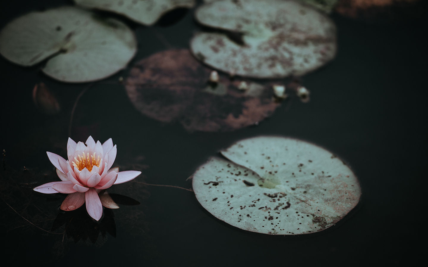 Five Spring Tips for Clear Pond Water