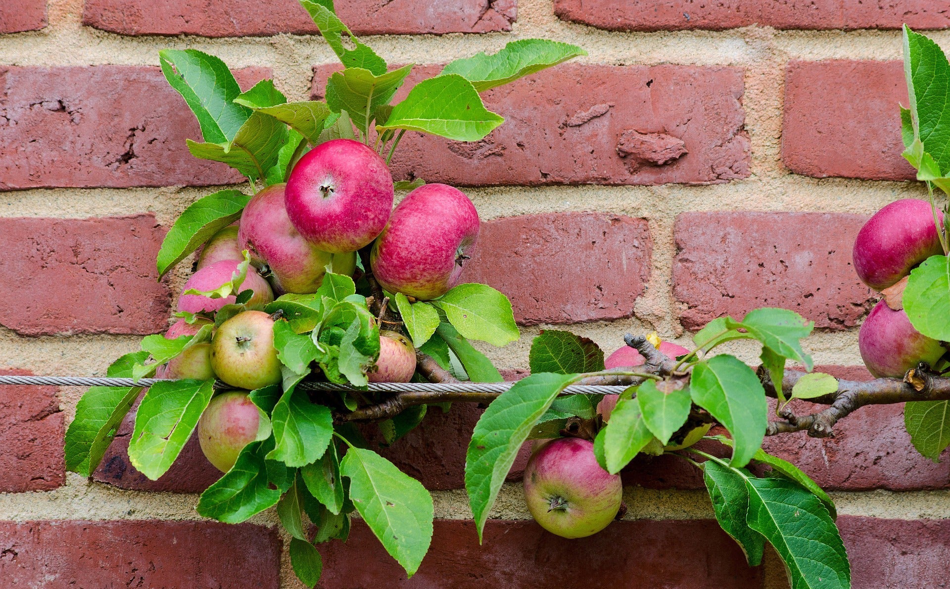 Growing Fruit in Small Spaces: Expert Advice from “Gardenerd”