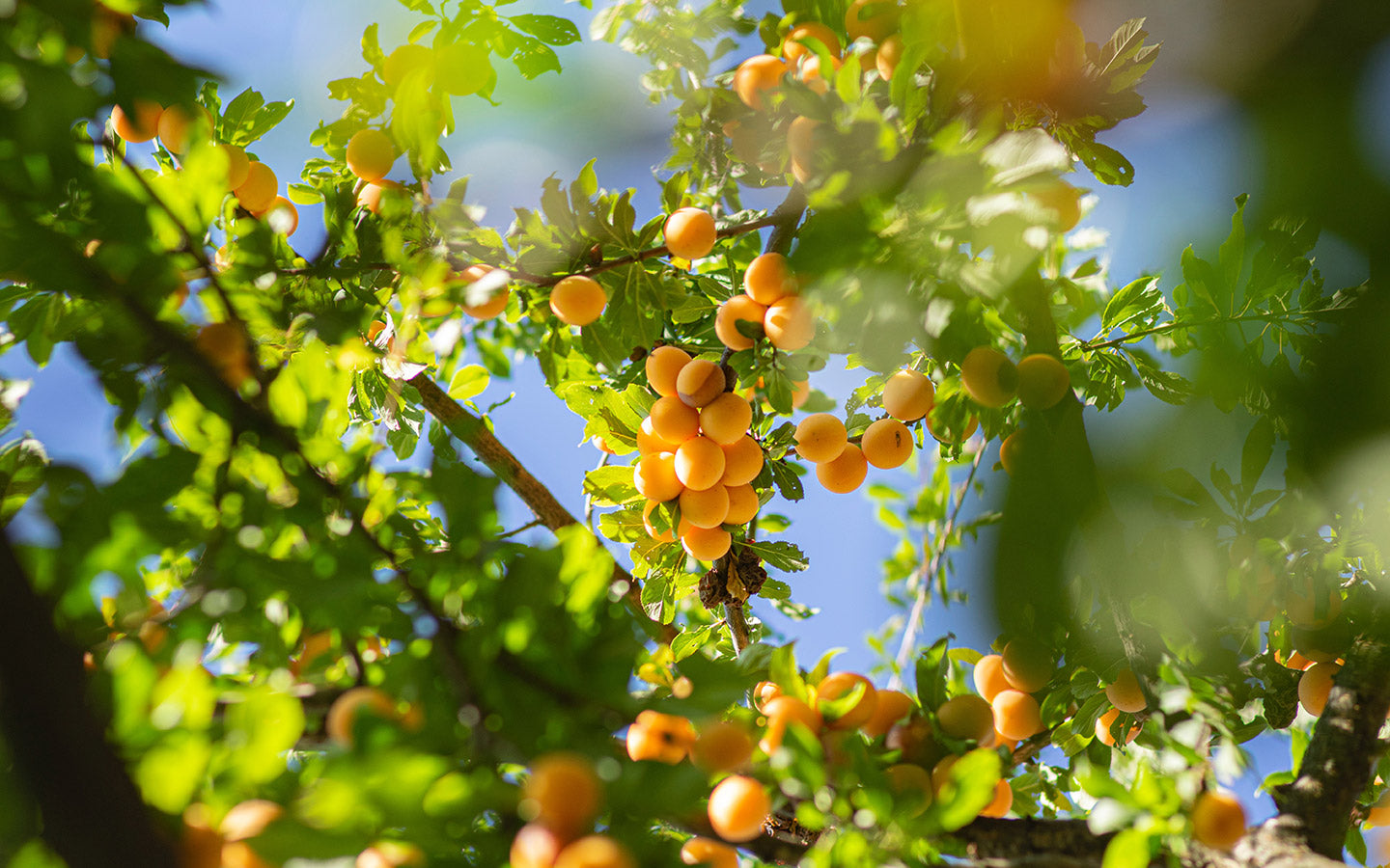 Compact Fruit Trees: Ideal Varieties for Small Gardens