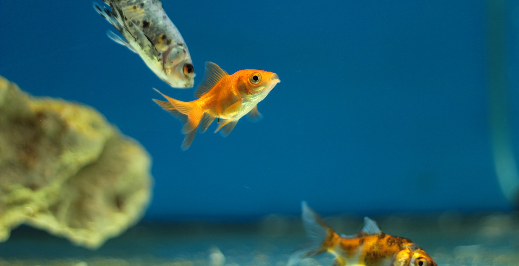 How to Grow With Aquaponics in 5 Simple Steps