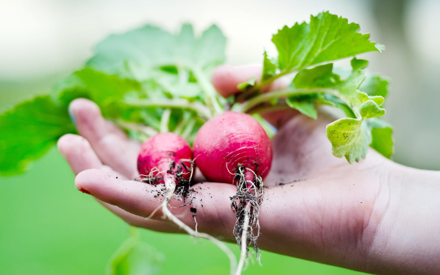 Backyard Vegetable Garden - Eartheasy