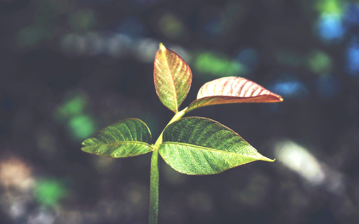 10 Steps to Make (And Keep) an Effective New Year’s Resolution