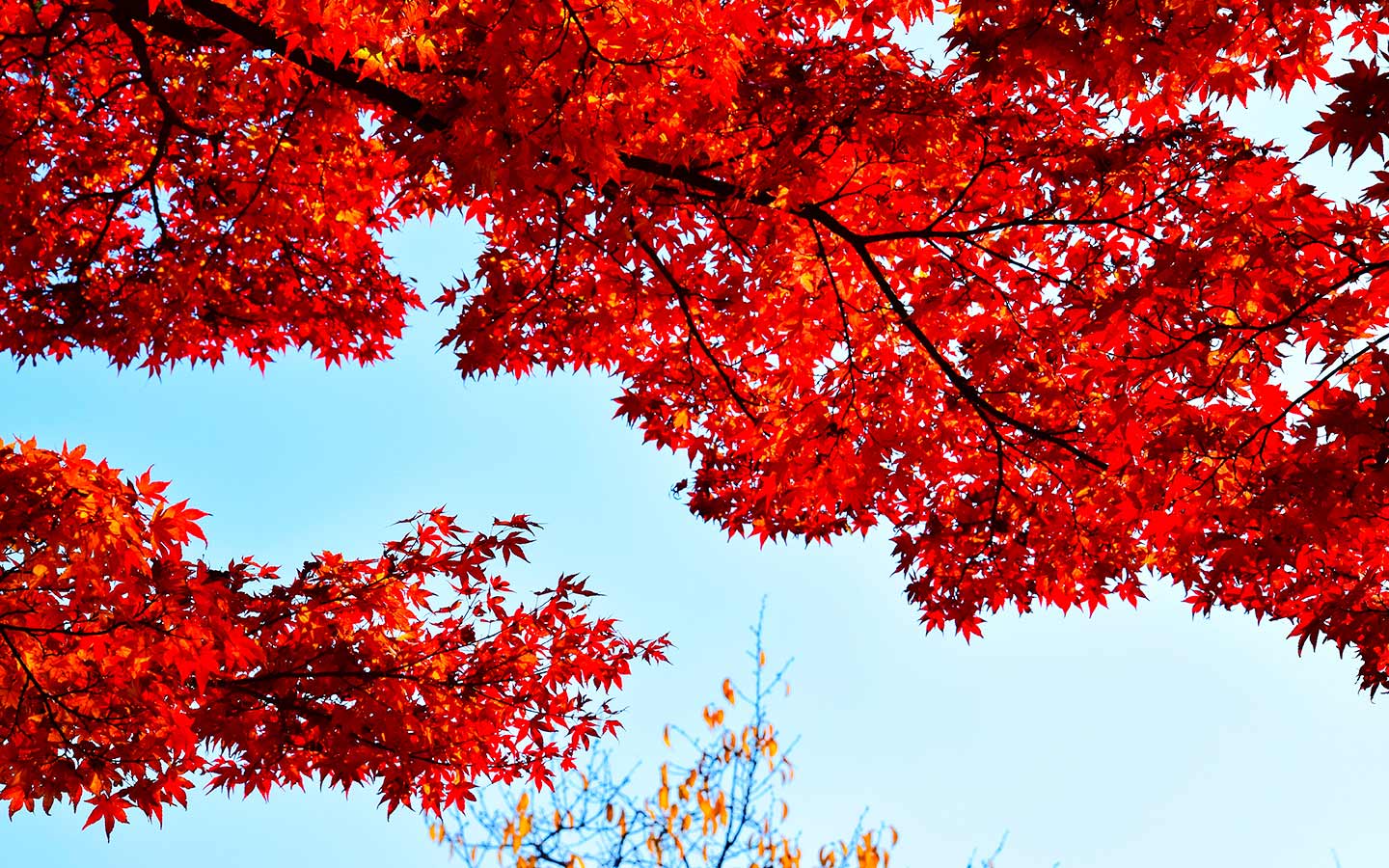 Best Trees and Shrubs for Beautiful Fall Color - Eartheasy