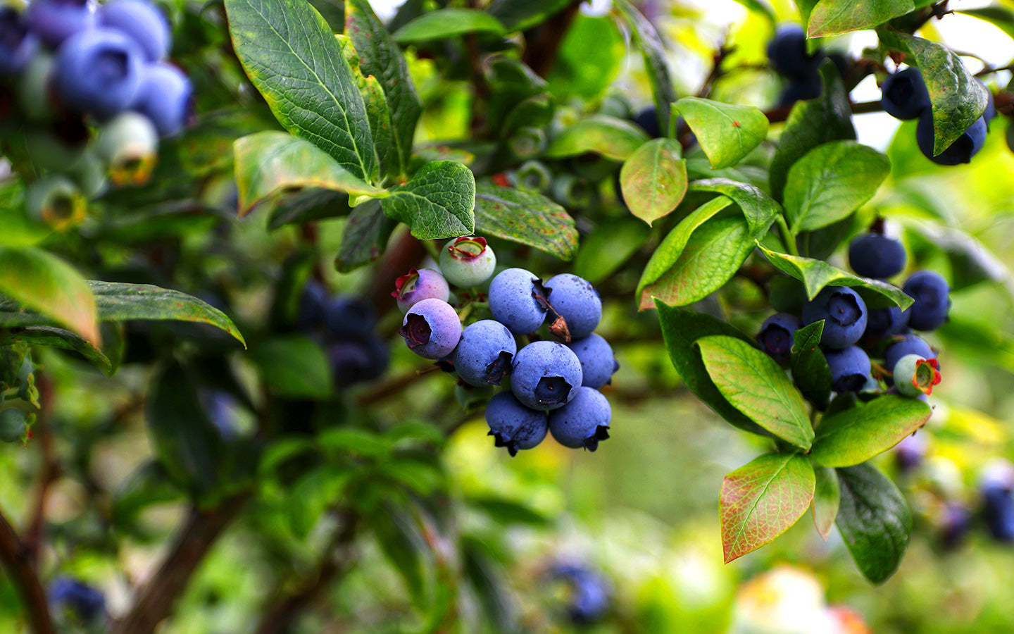 Plant and Grow Beautiful Blueberries at Home  Eartheasy
