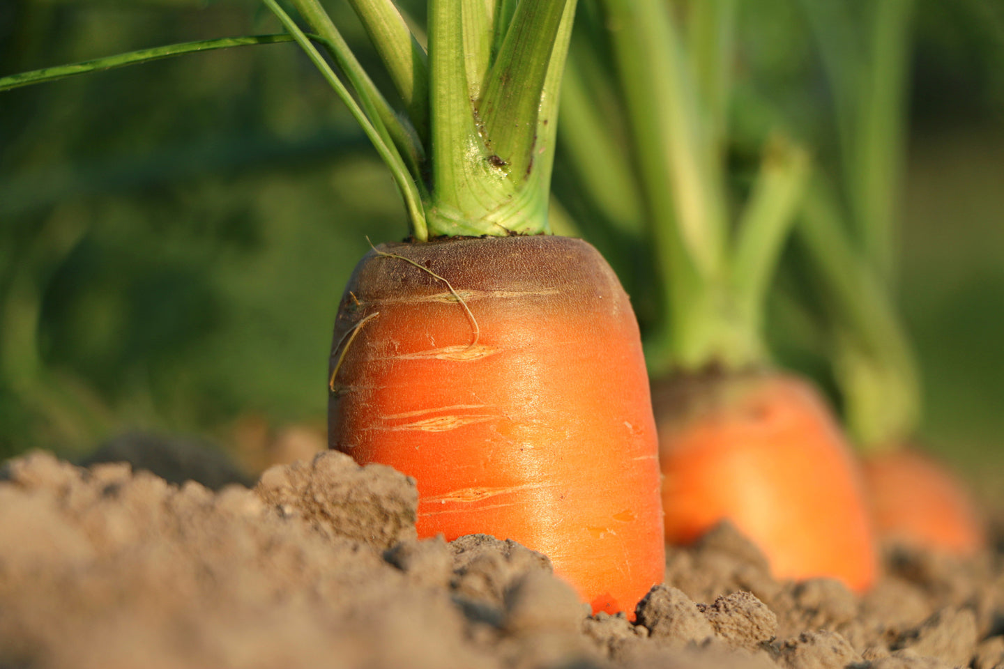 How to Plan a Vegetable Garden for Beginners