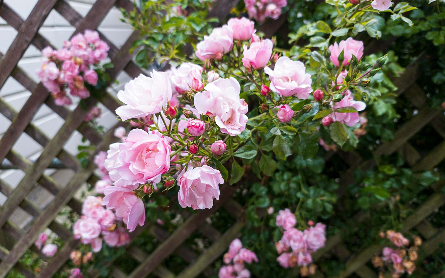 12 Trellis-Perfect Plants for Small Gardens