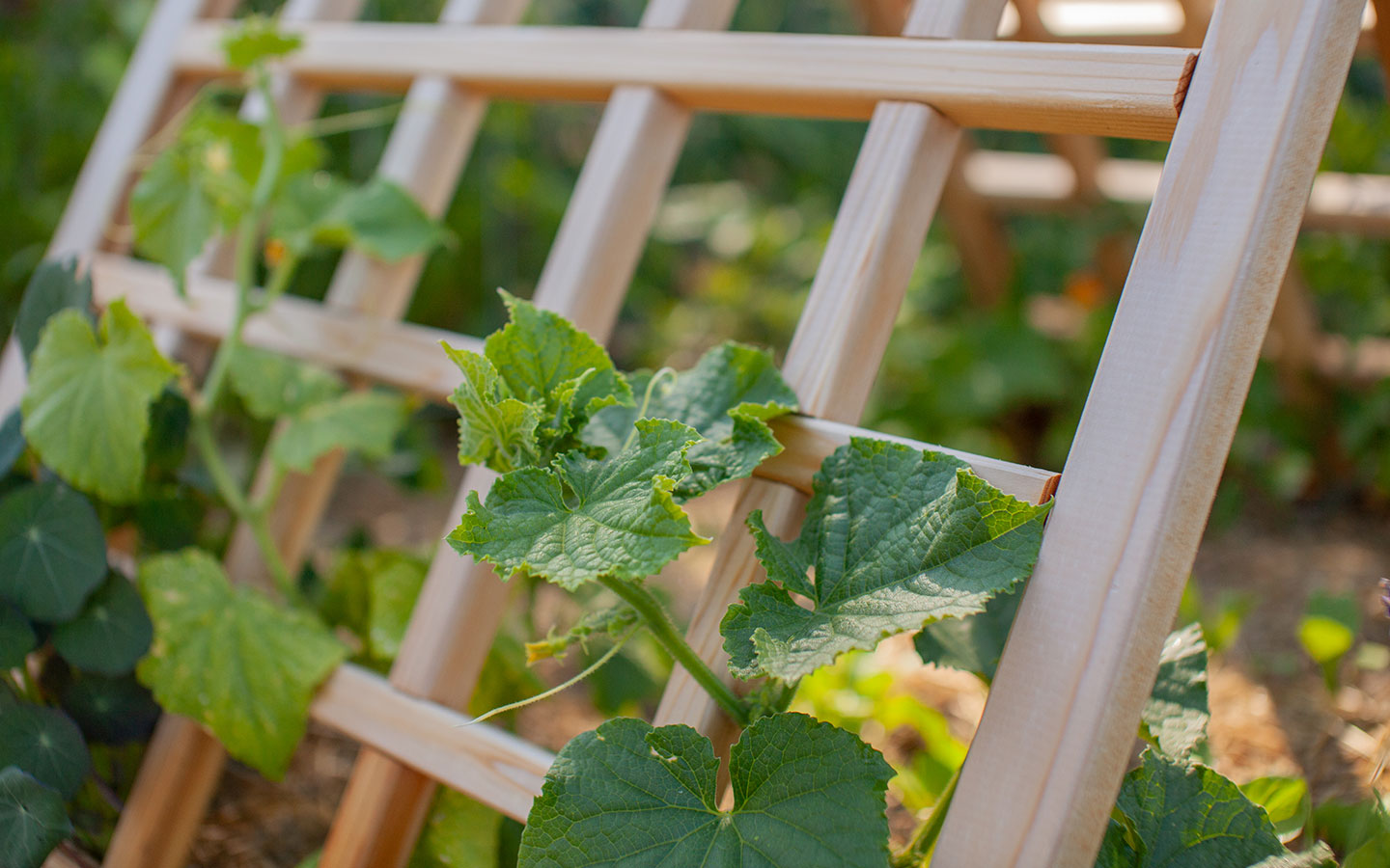 How to Use Trellises in the Garden
