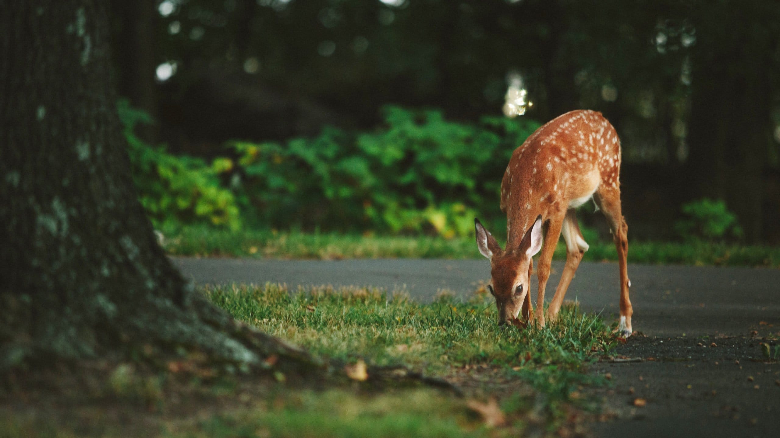 How to Deter Deer from Garden Organically: Proven Natural Tips