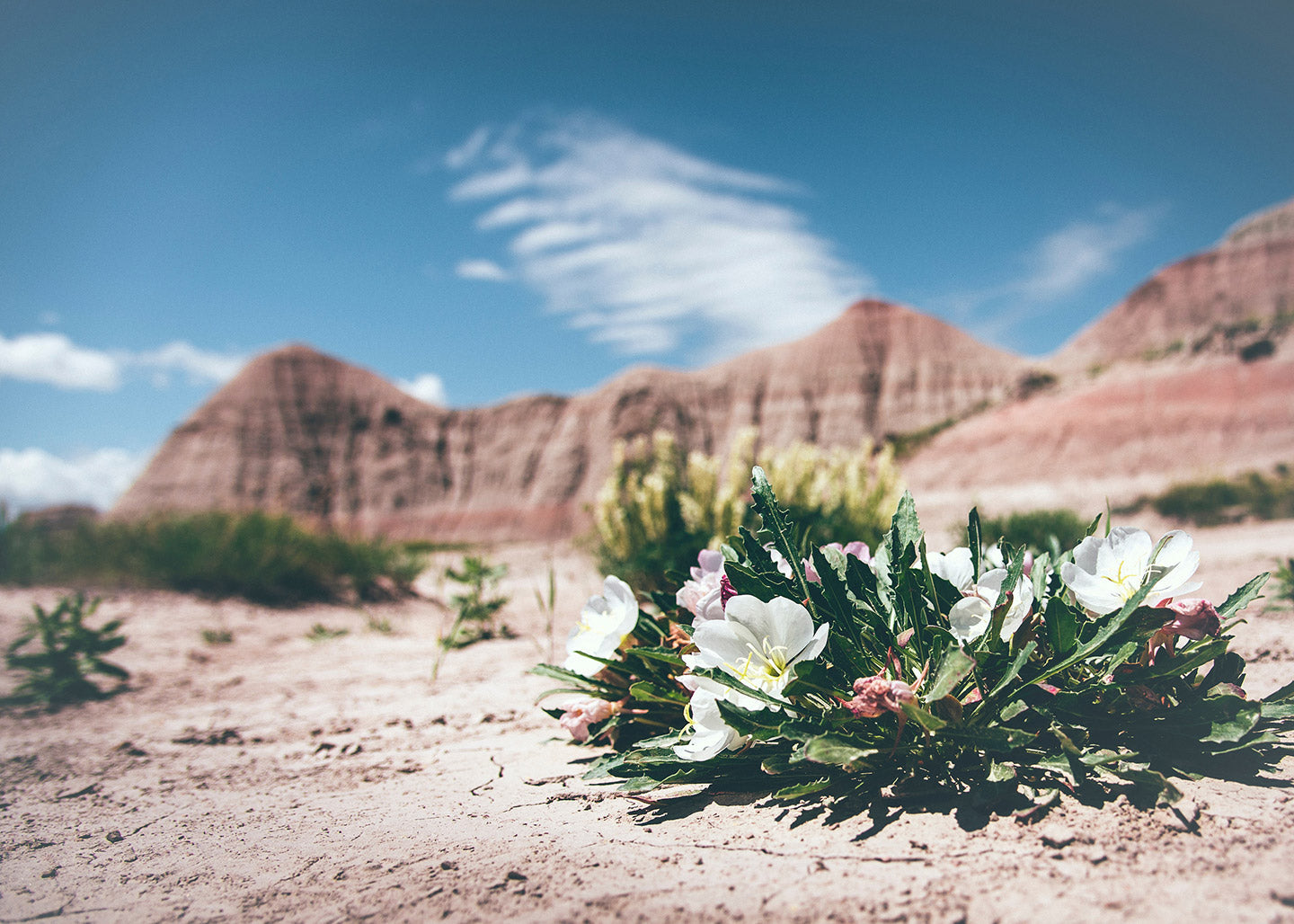 How to Compost in the Desert