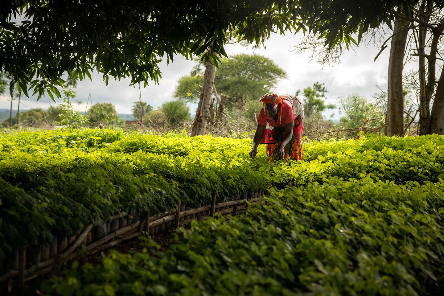 Eartheasy Renews Partnership After Planting 27,000 Trees - Eartheasy
