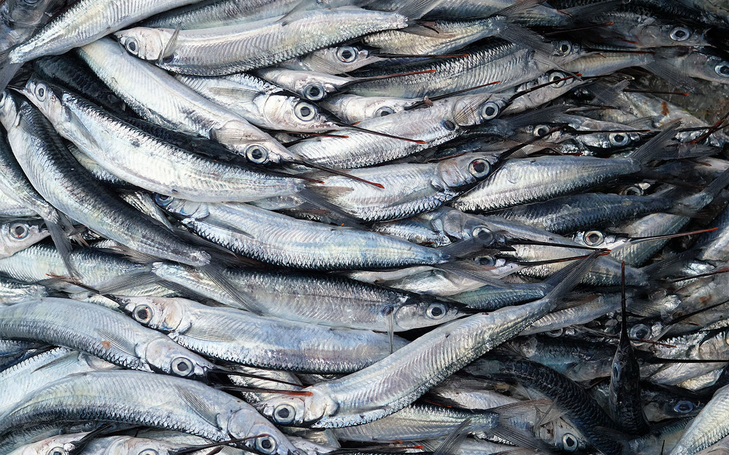Eco-impact of wild seafood less than that of poultry, beef