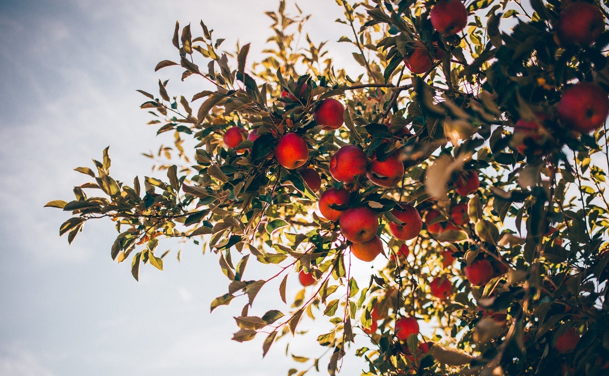 Fall Care of Fruit Trees - Eartheasy