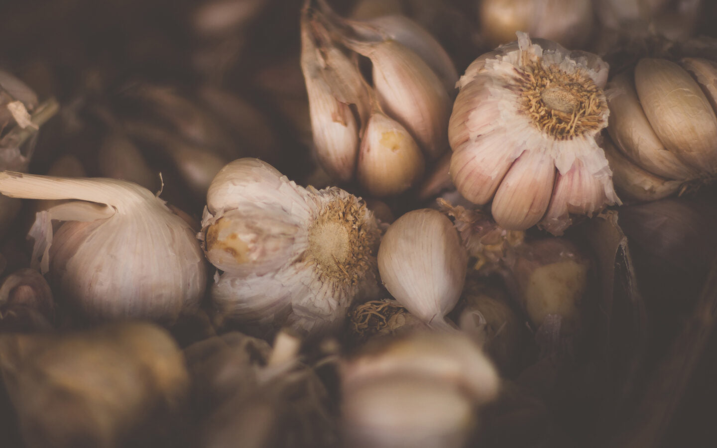 Fall is the Best time to Plant Garlic