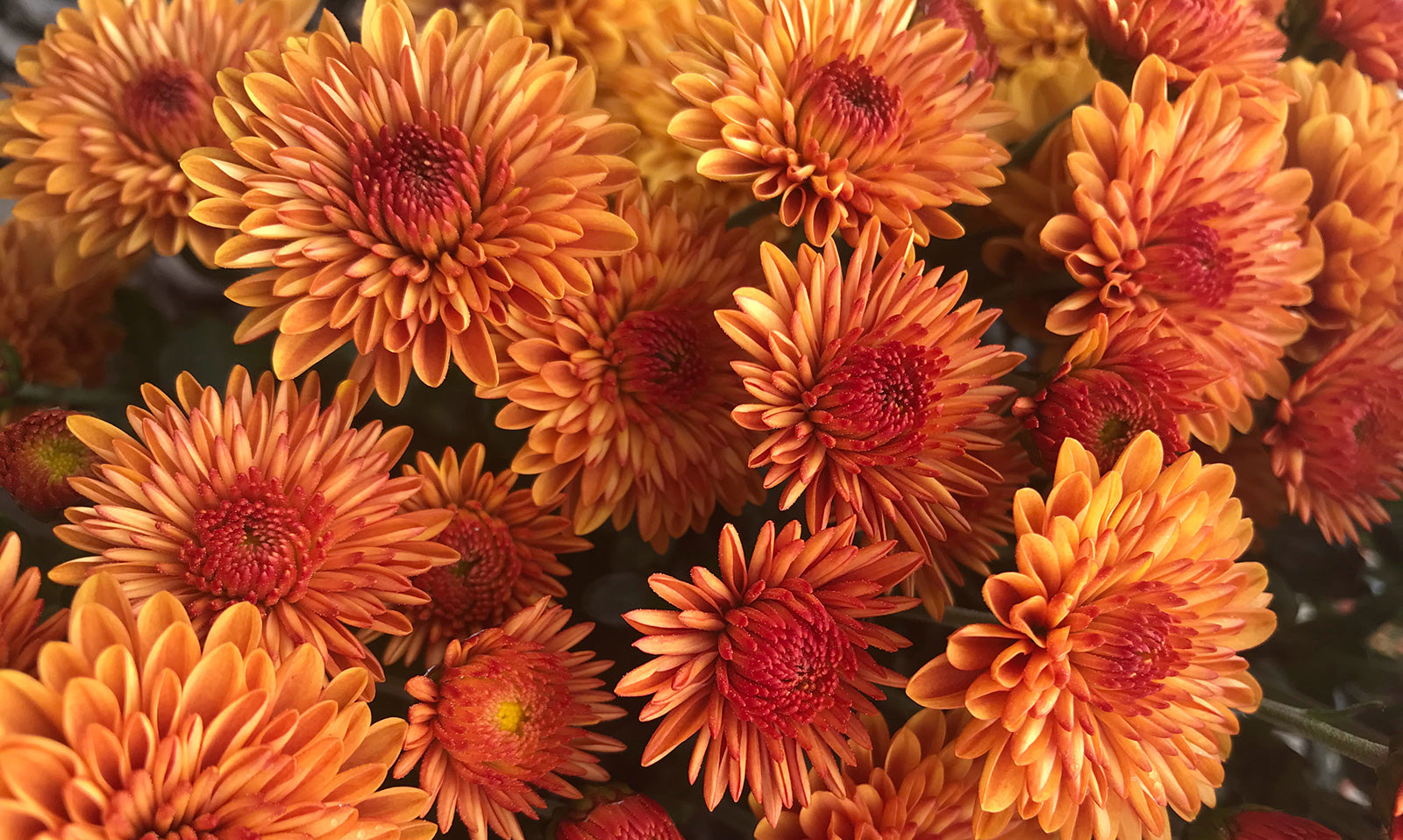 10 Ways to Prepare Your Garden for Winter