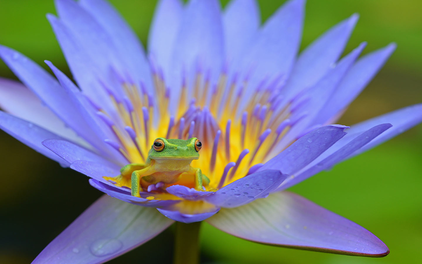 3 Frogs That Will Help Your Garden Thrive