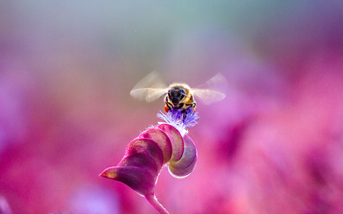 Grow a Beautiful Pollinator Garden - Eartheasy