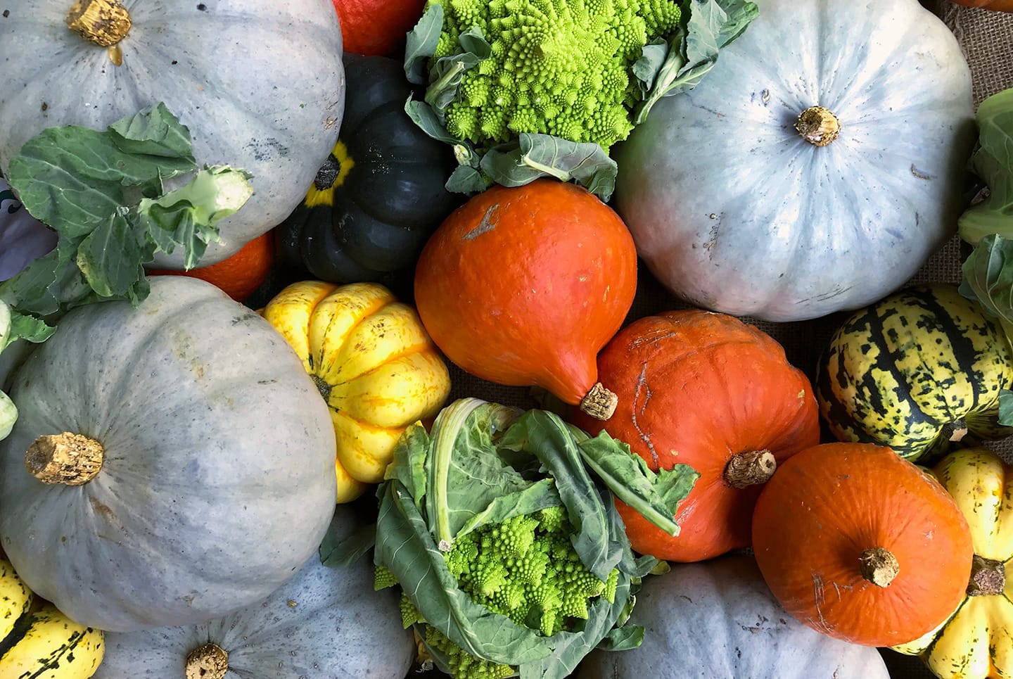 Growing Squash: How to Plant, Grow, Harvest, and Store - Eartheasy