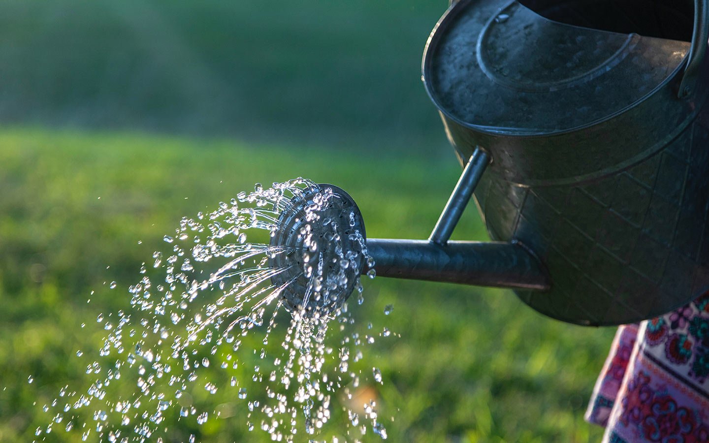 How and When to Water Your Garden - Eartheasy