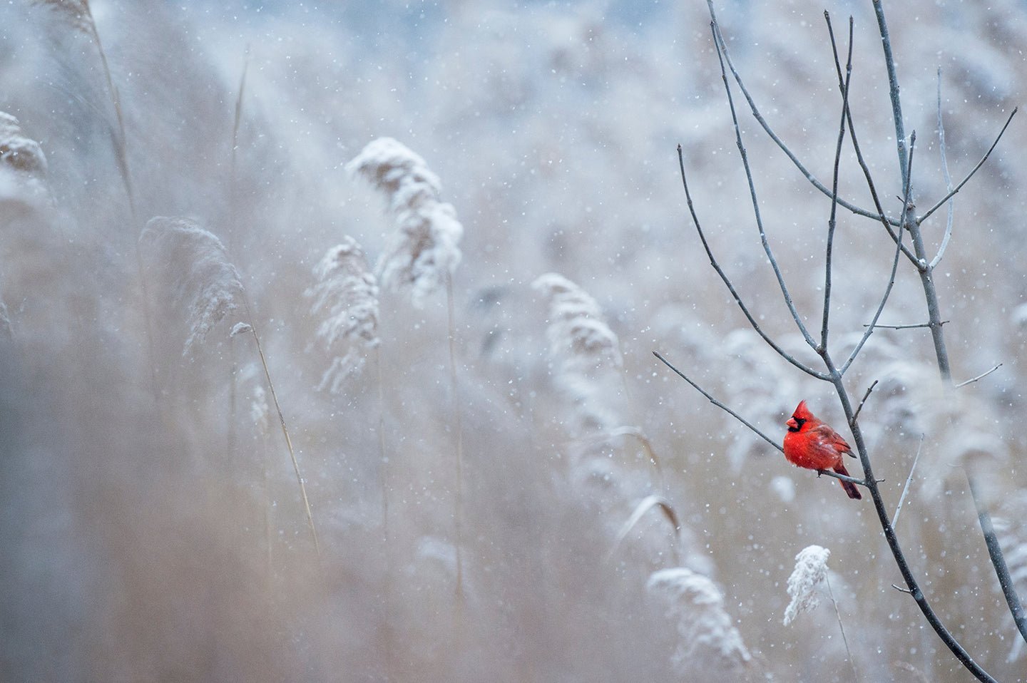 How to Attract More Birds to Your Backyard Bird Feeder - Eartheasy