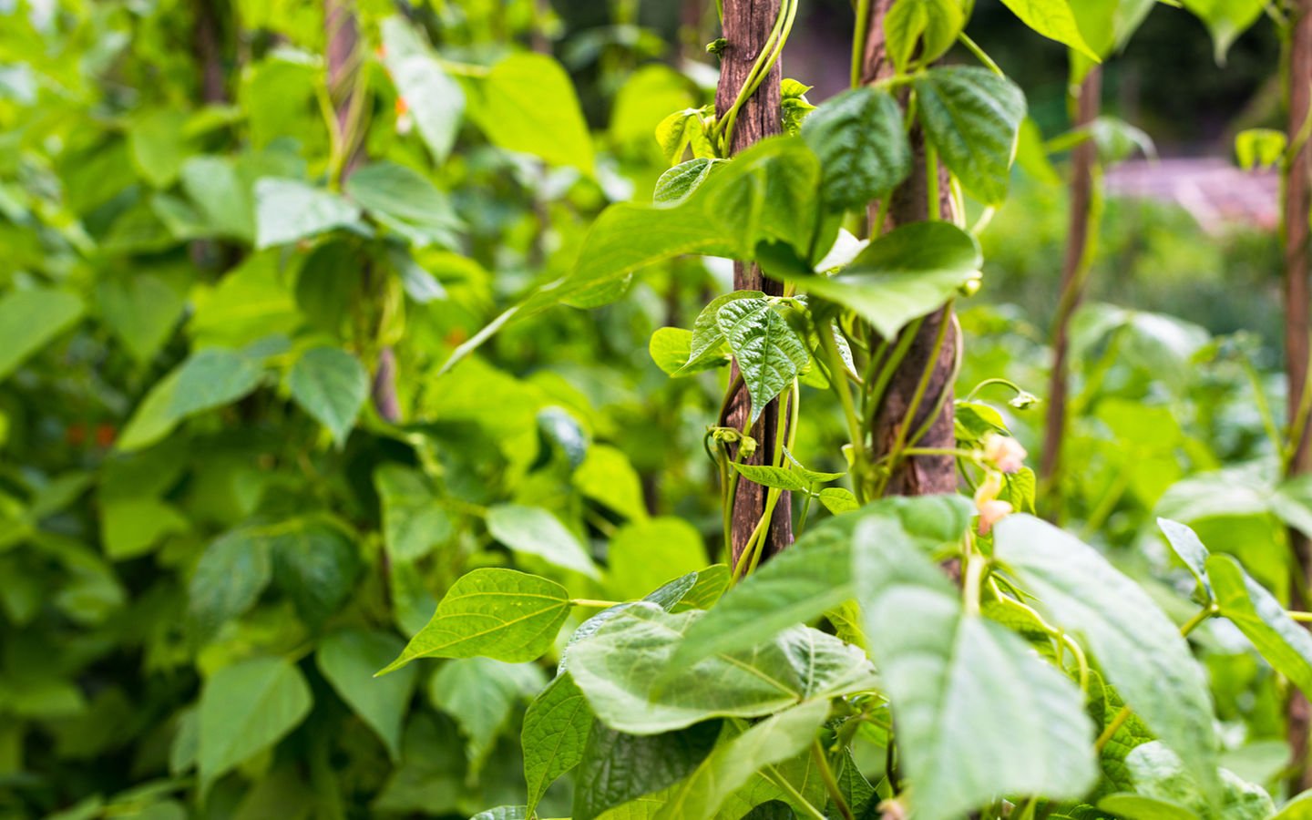 How to Build a Bean Trellis for Raised Garden Beds - Eartheasy