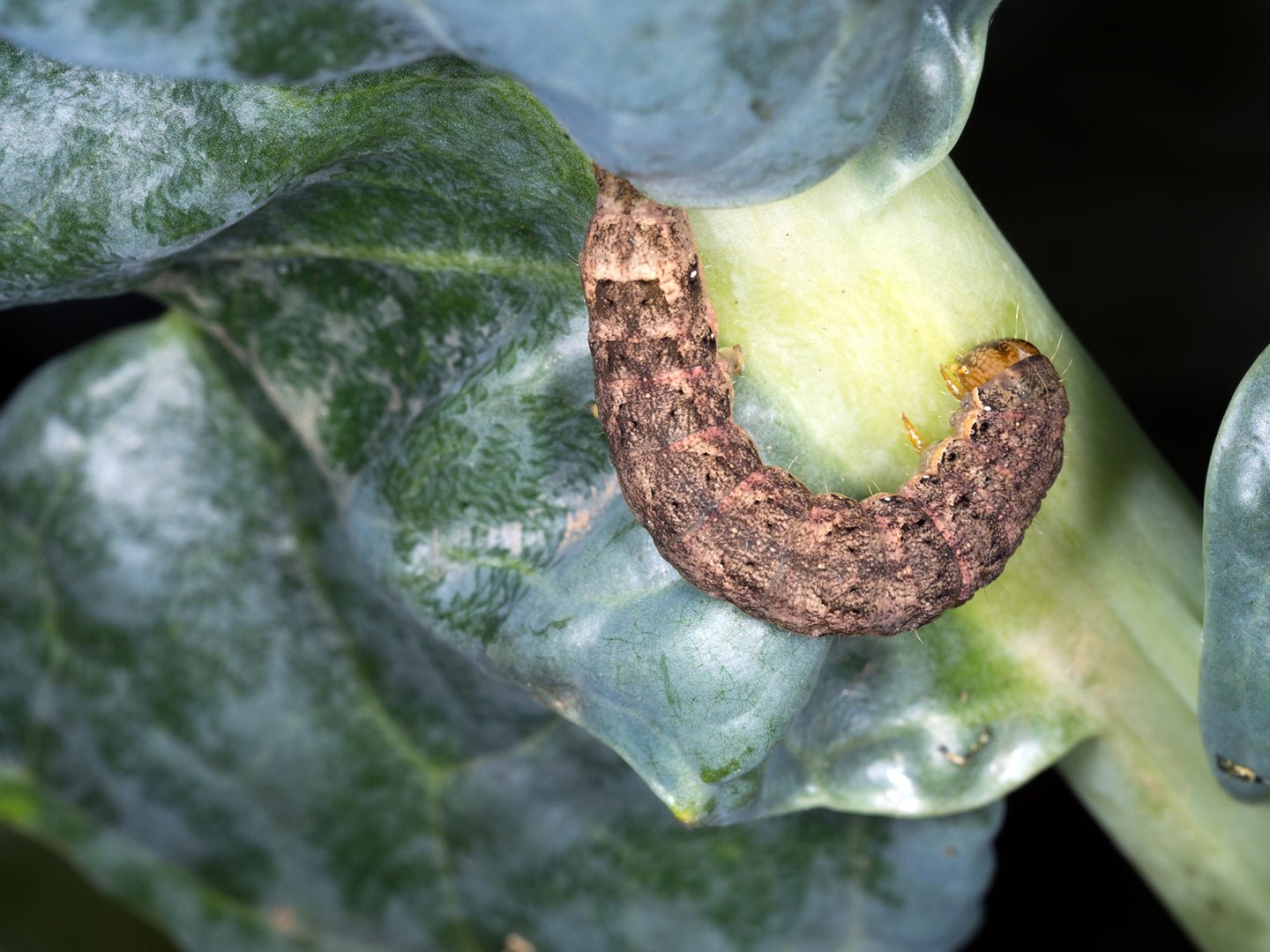 How to Control Cutworms in Your Garden - Eartheasy