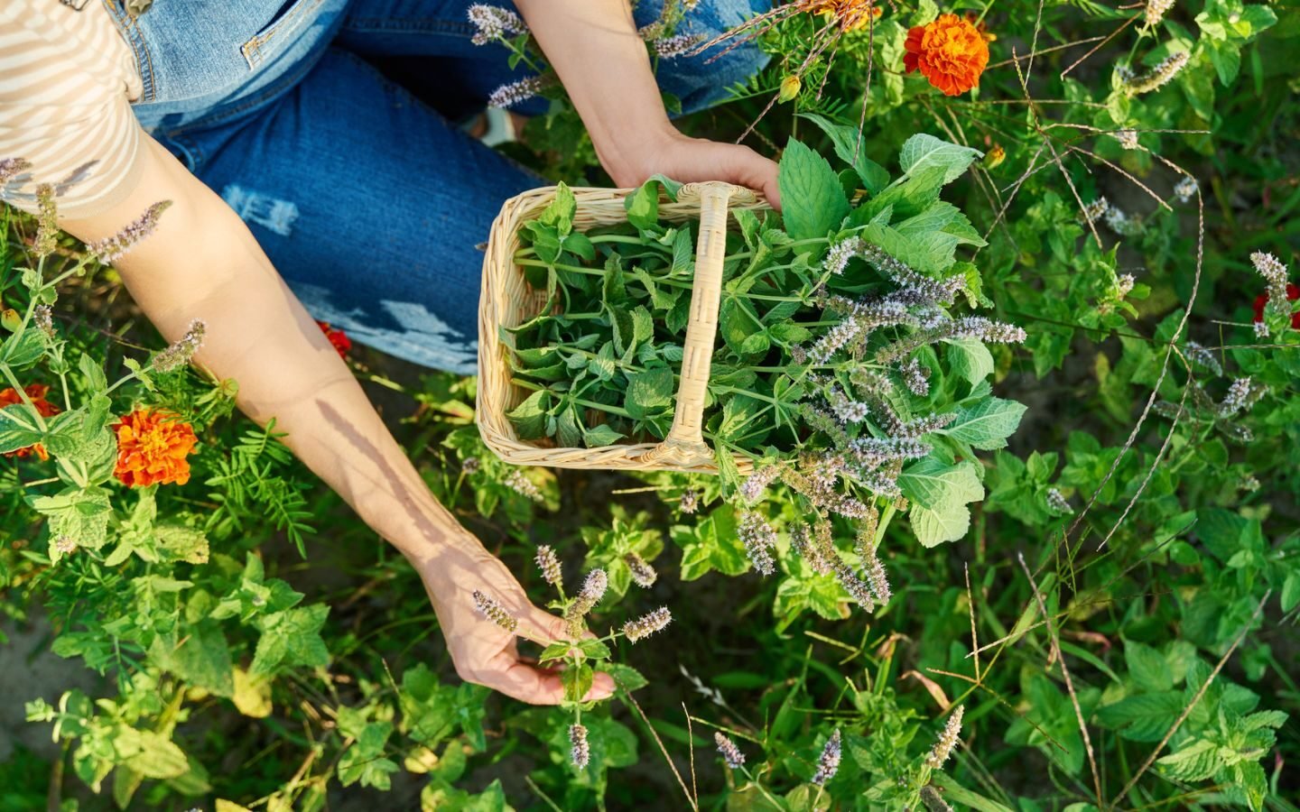 How to Grow Your Own Apothecary Garden - Eartheasy