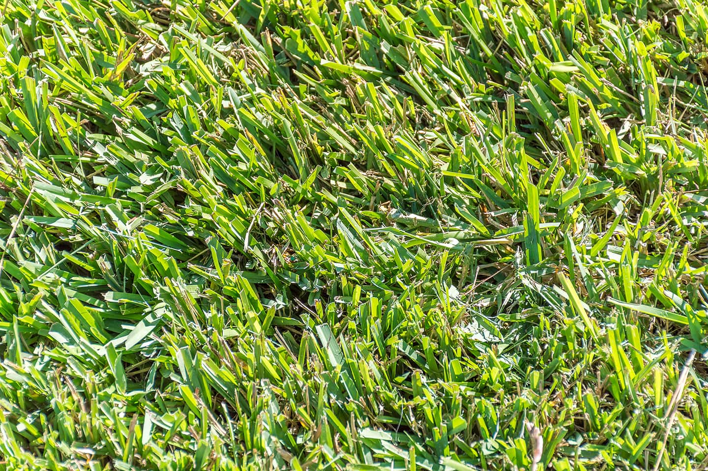 How to Make Centipede Grass Spread - Eartheasy