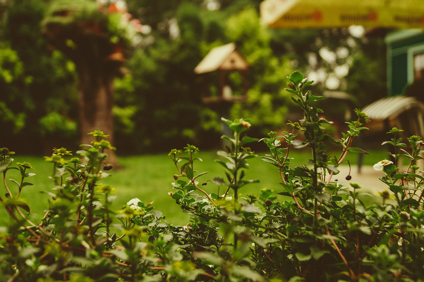 Why heat waves hurt plants so fast