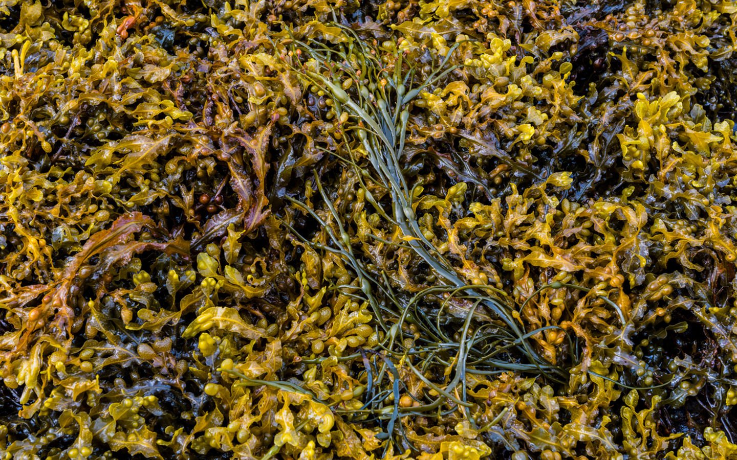 How to Use Seaweed to Mulch Your Garden - Eartheasy