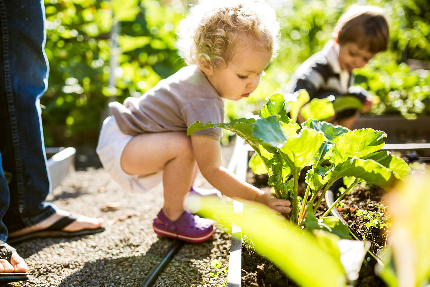 Gardening in a Changing Climate